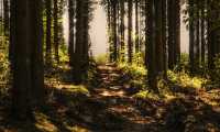 sentiero bosco