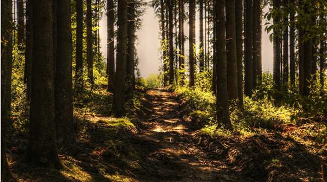 sentiero bosco