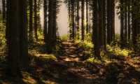 sentiero bosco