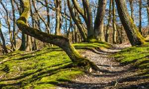 sentierocapodanno700