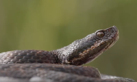 serpente