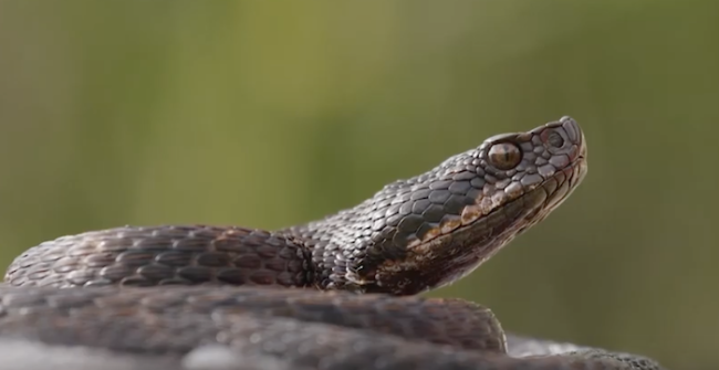 serpente