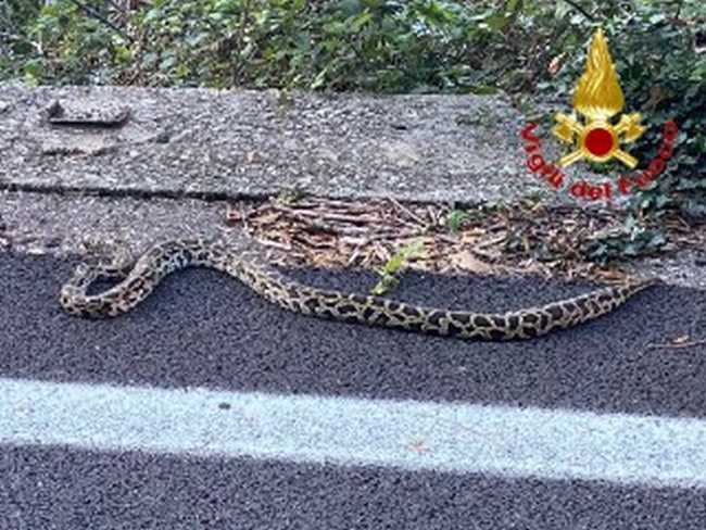 serpente maccagno 2