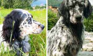 setter scomparsi baceno