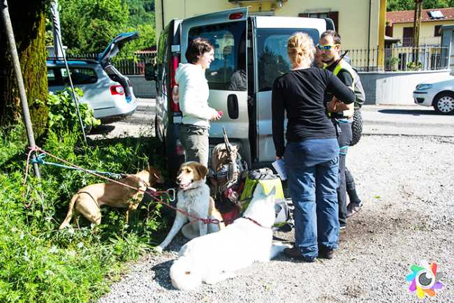 soccorso cani