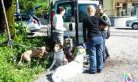 soccorso cani