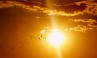 sole caldo uccelli