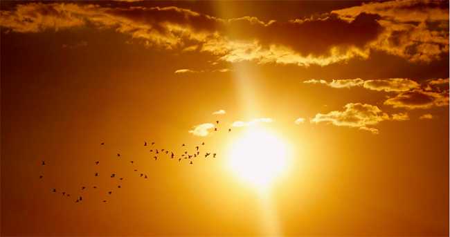sole caldo uccelli
