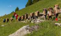 spalloni