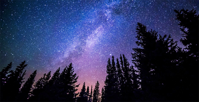 stelle alberi 1