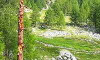 storno totem albero