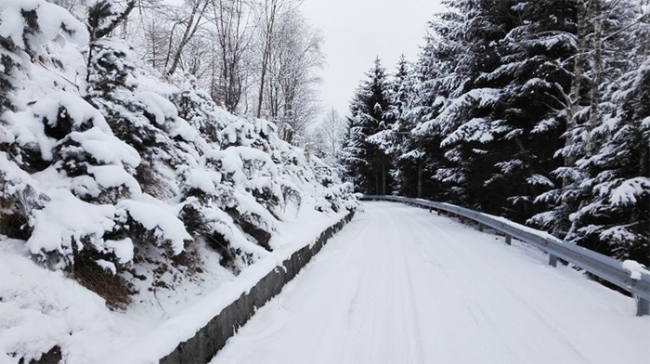 strada neve alberi