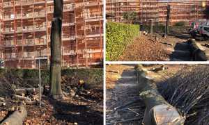 taglio alberi parco scapaccino 19