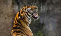 tigre photo 