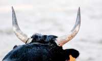 toro foto