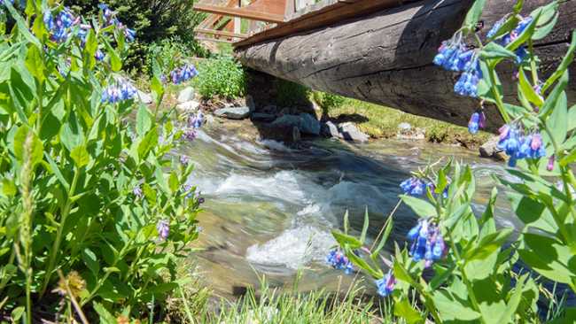 torrente