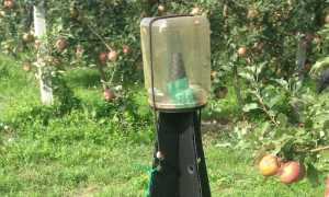 trappole cimice 2