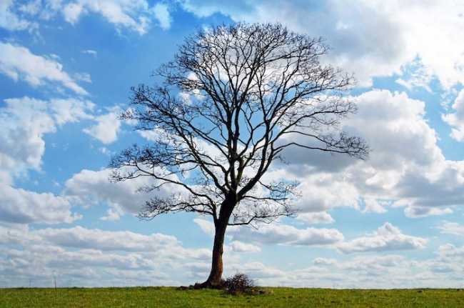 tree 164915 960 720
