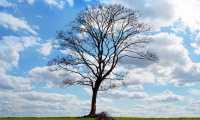 tree 164915 960 720