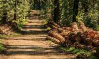 trees 3410836 1280