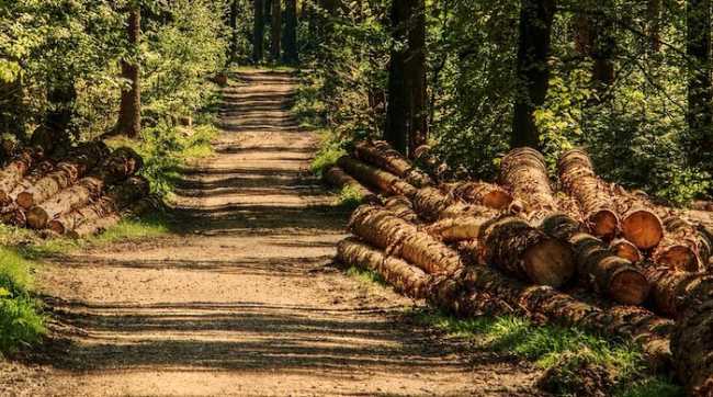 trees 3410836 1280