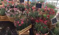 trifolia 2016
