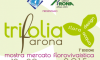 trifolia