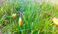 tulipani alpini
