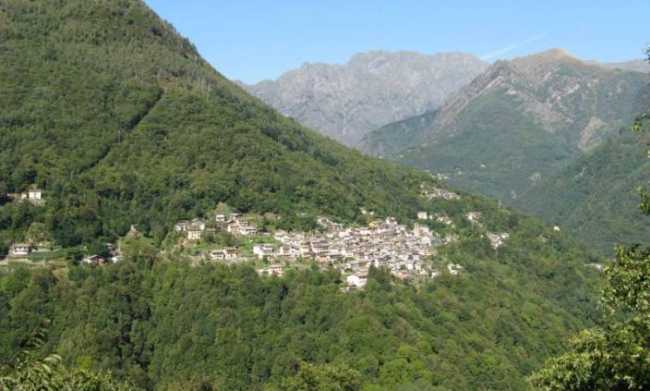 v cannobina gen