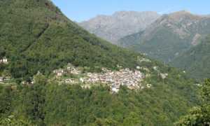 v cannobina
