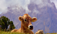 vacca lingua dolomiti