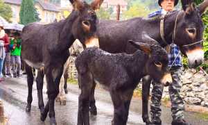 varzo asinelli asini scarium