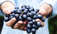 vendemmia