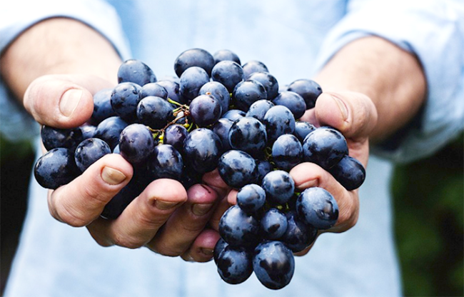 vendemmia