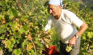 vendemmia uomo