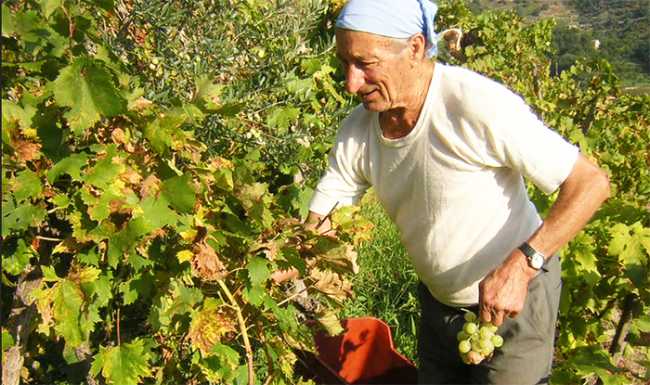 vendemmia uomo