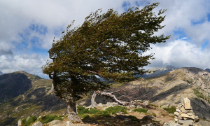 vento albero montagna