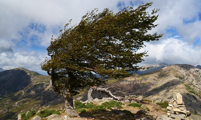 vento albero montagna