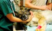 veterinario cane