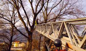 vigili fuoco alberi scala
