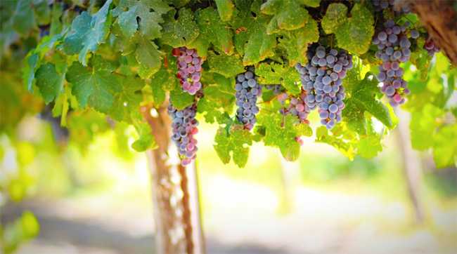 vigna nera uva