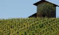 vigna novarese