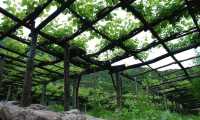 vigneti Carema 3