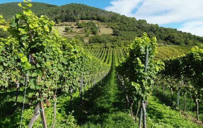 vigneto vigna vendemmia