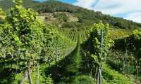 vigneto vigna vendemmia