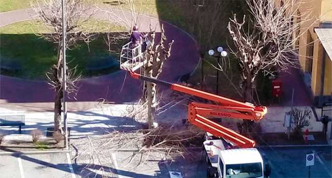 villa potatura alberi gru