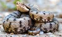 vipera a