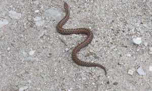 vipera