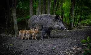 wild boar 5219619 640