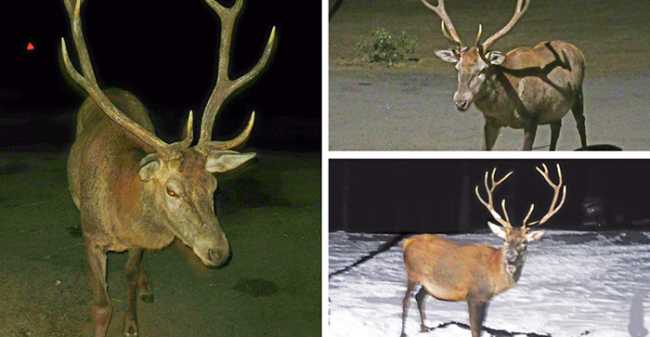 willy cervo formazza